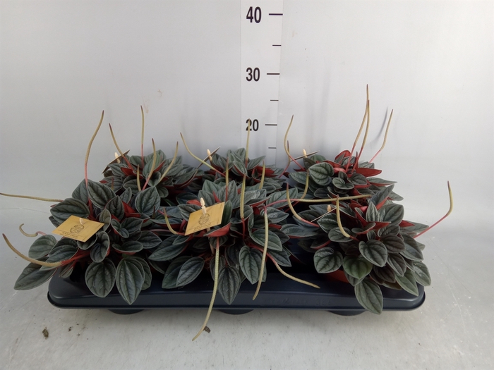 <h4>Peperomia caperata 'Santorini'</h4>