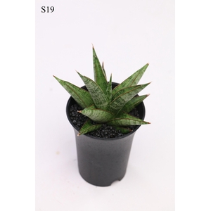 Sansevieria Comet Canoe No. 2 in sierpot