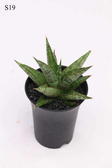 <h4>Sansevieria Comet Canoe No. 2 in sierpot</h4>