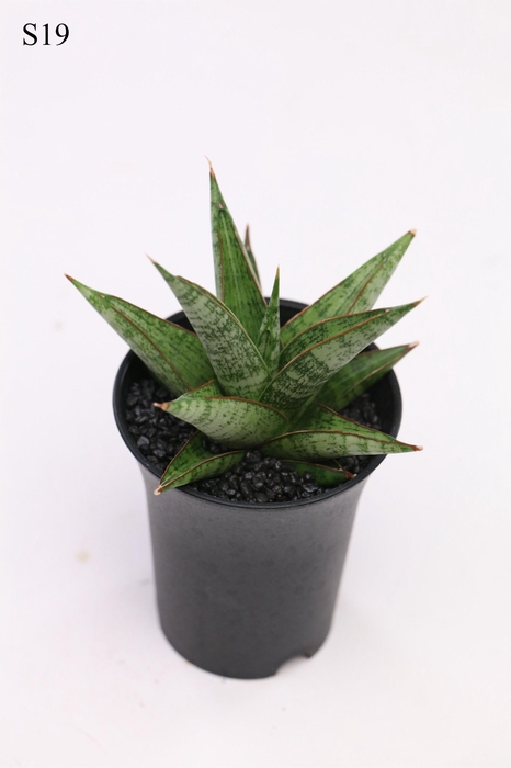 <h4>Sansevieria Comet Canoe No. 2 in sierpot</h4>