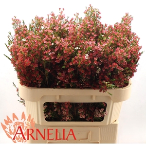 CHAME UN MY SWEET 16