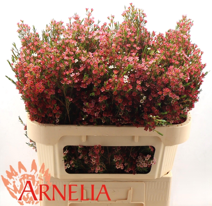 <h4>CHAME UN MY SWEET 16</h4>