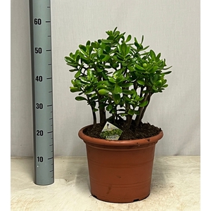 CRASS OVATA