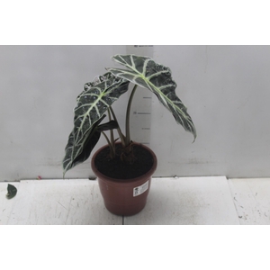 ALOCASIA POLLY P17