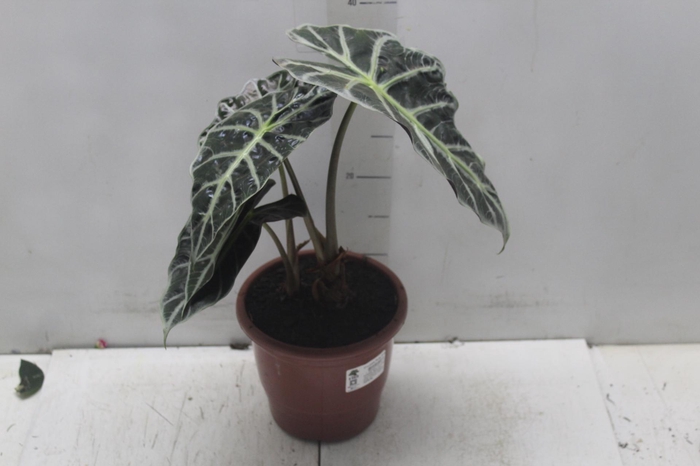 <h4>ALOCASIA POLLY P17</h4>