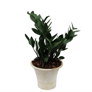 Zamioculcas in hosta small creme met schors