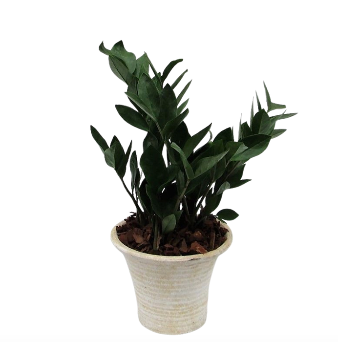 <h4>Zamioculcas in hosta small creme</h4>