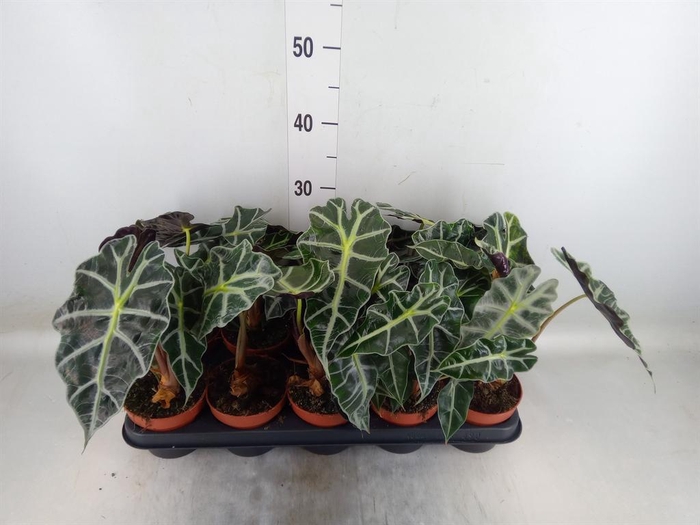 Alocasia amazonica 'Polly'