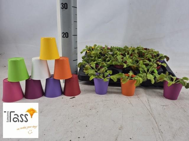 <h4>DIONAEA MUSCIPULA</h4>