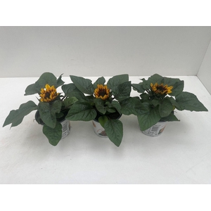 Helianthus Annuus Tiger Eye