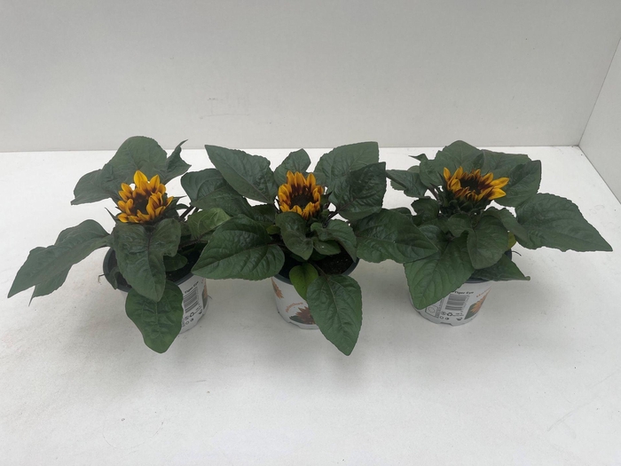 <h4>Helianthus annuus 'Tiger Eye'</h4>