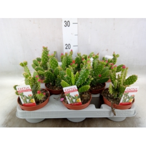 Opuntia