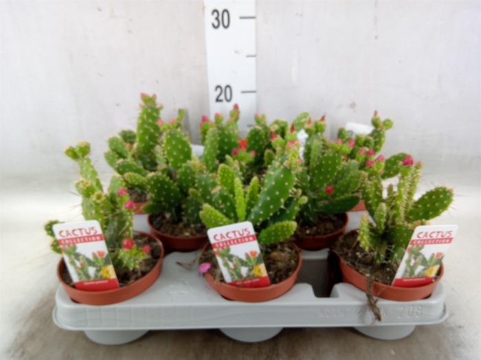 <h4>Opuntia</h4>