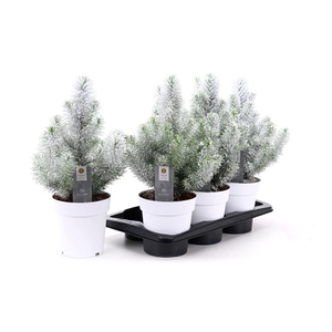 PINUS SILVER CREST