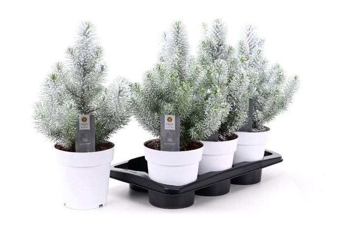 <h4>PINUS SILVER CREST</h4>