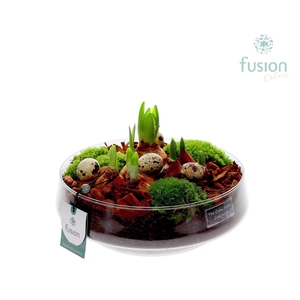 Green Bottle Iris Large Pasen met Bollen mix