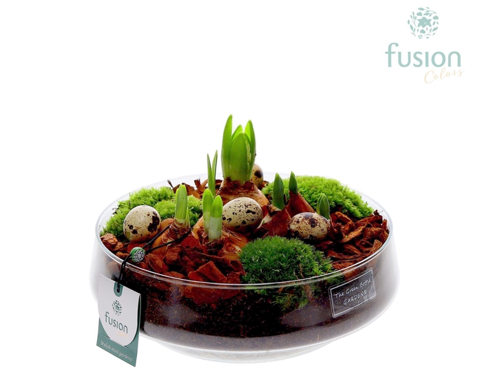 <h4>Green Bottle Iris Large Pasen met Bollen mix</h4>