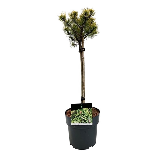 <h4>Pinus mugo 'Carsten's Wintergold'</h4>