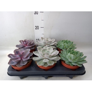 Echeveria   ...mix