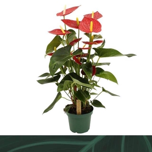 Anthurium Andreanum Tremendo 14Ø 50cm 5fl