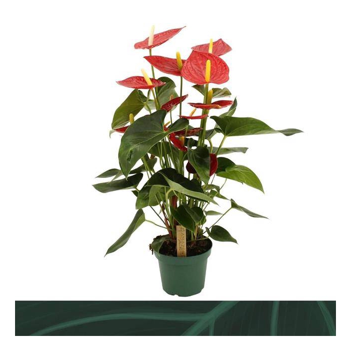 <h4>Anthurium Andreanum Tremendo 14Ø 50cm 5fl</h4>