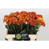 Dahlia Orange Fox