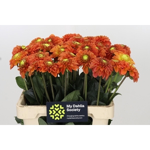 Dahlia Orange Fox