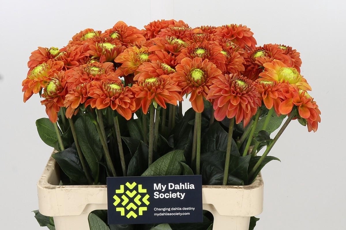 <h4>Dahlia Orange Fox</h4>