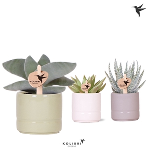 Kolibri Greens Succulenten mix in Pastel pot mix