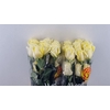 R GR SUNNY DAYS Welyflor