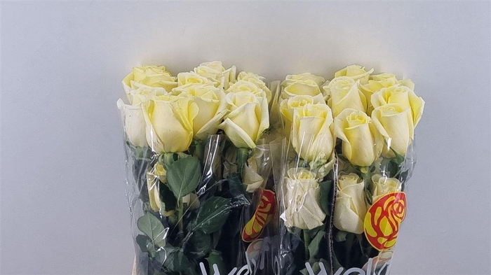 <h4>R Gr Sunny Days</h4>