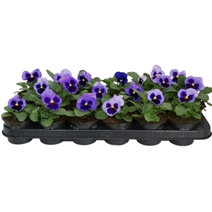 Viool F1 licht blauw p9