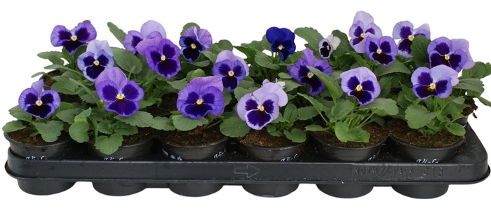 <h4>Viool F1 licht blauw p9</h4>