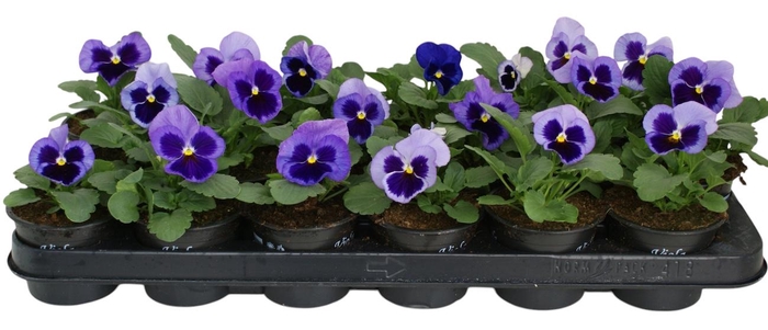 <h4>Viool F1 licht blauw p9</h4>