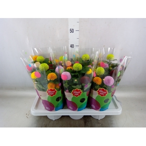 Chrysanthemum  'FlowPop'   ...mix