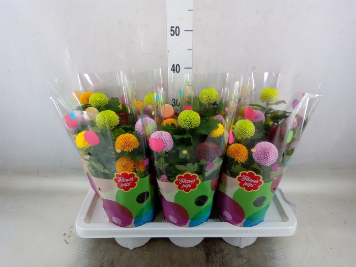 <h4>Chrysanthemum  'FlowPop'   ...mix</h4>