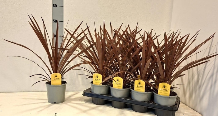 <h4>CORD AUS RED STAR</h4>