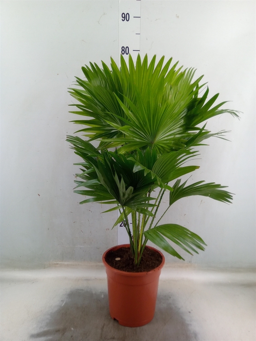 <h4>Livistona rotundifolia</h4>