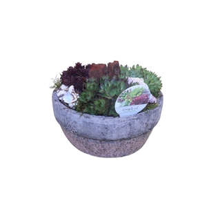 Arr.  Sempervivum L%