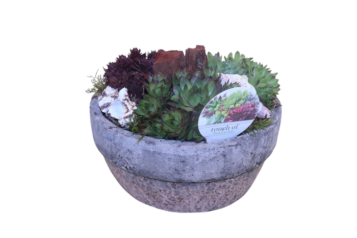 <h4>Arr.  Sempervivum L%</h4>