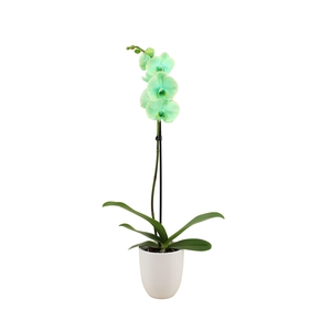 Hugo White Phal I Am Green 1T9+
