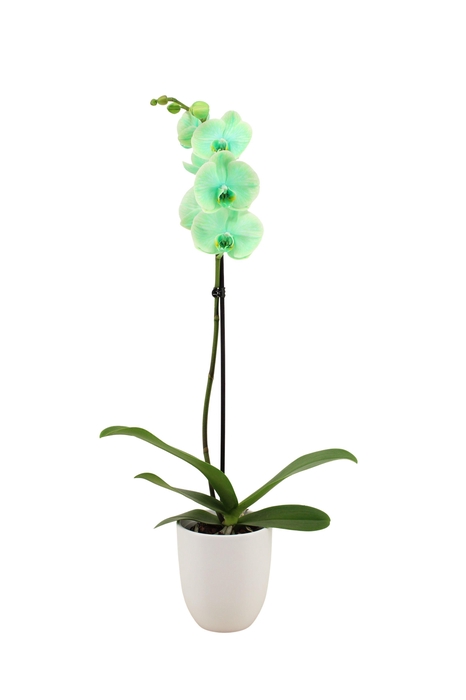<h4>Hugo White Phal I Am Green 1T9+</h4>
