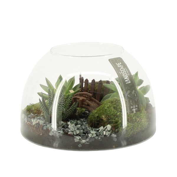 <h4>90825: Landscape arrangement</h4>