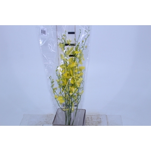 ONCIDIUM HONEY ANGEL 050 CM AMARELO