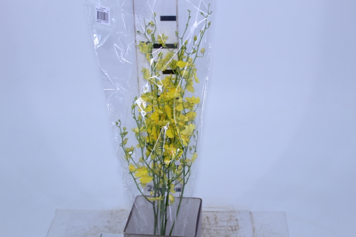 ONCIDIUM HONEY ANGEL 050 CM AMARELO