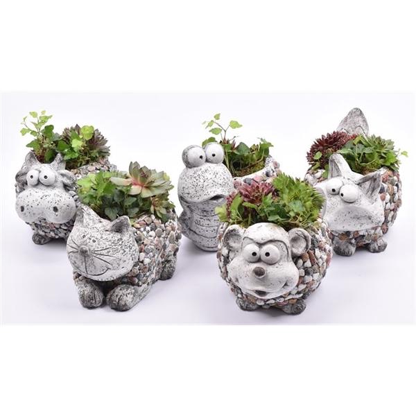 <h4>Arrangementen Sempervivum 6%</h4>