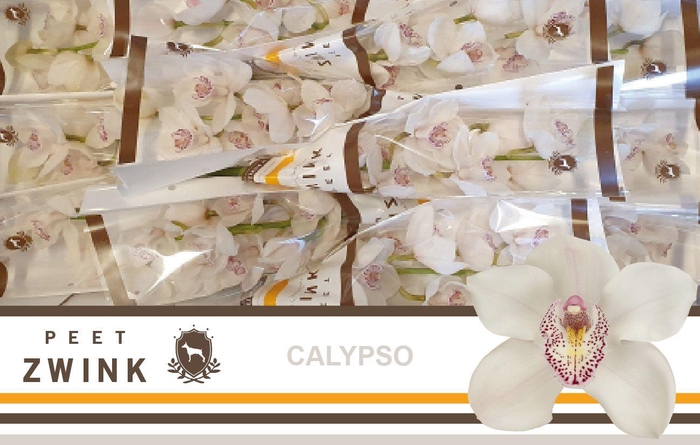 <h4>CYMB T CALYPSO</h4>