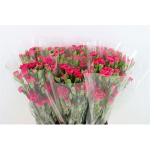 Di Tr Picasso Hot Pink