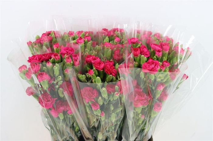 <h4>Di Tr Picasso Hot Pink</h4>