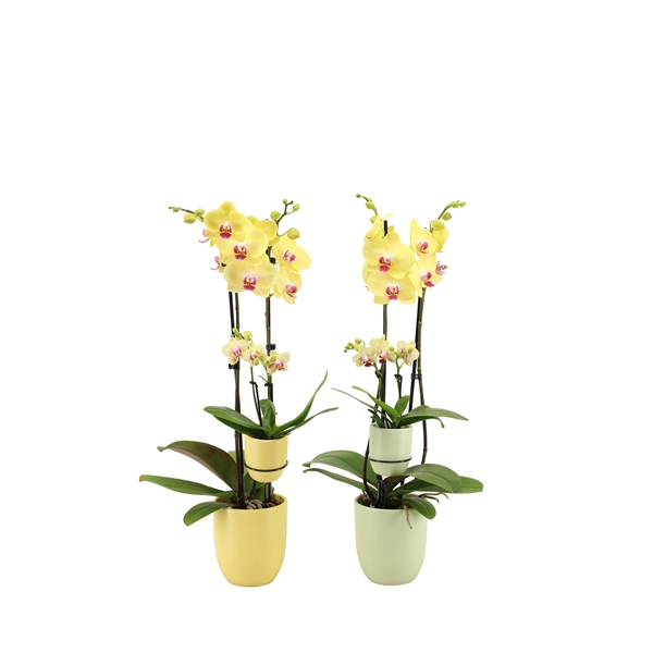 <h4>Hugo Citrus/Green Phal Geel 2T + Tiny Dolls 2T</h4>